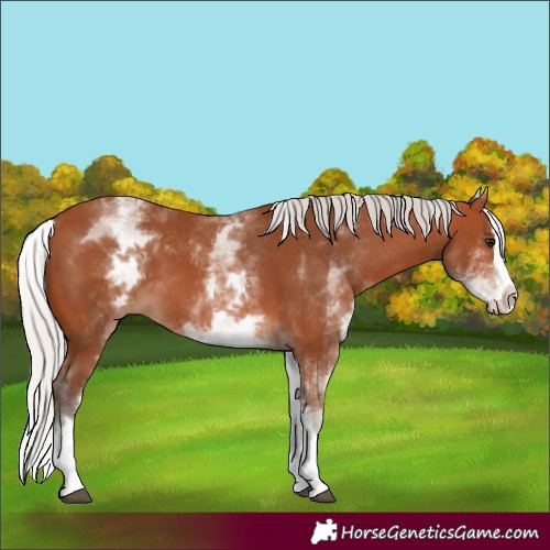 Horse Color:Unknown 