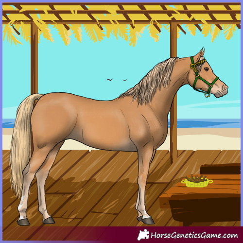 Horse Color:Chestnut Rabicano 