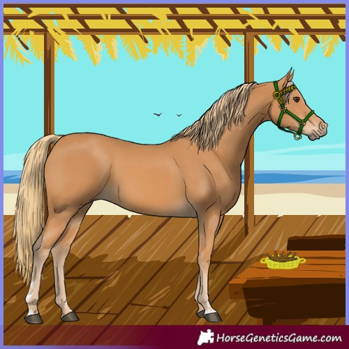 Horse Color:Chestnut Rabicano 