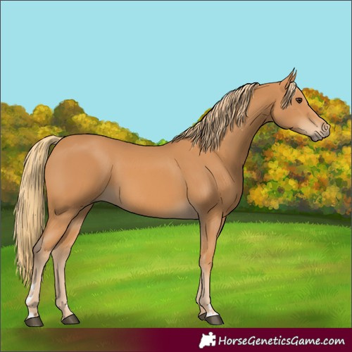 Horse Color:Chestnut Rabicano 