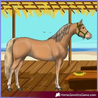 Horse Color:Chestnut Rabicano 