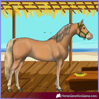Horse Color:Chestnut Rabicano 