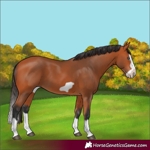 Horse Color:Bay Splash Frame 