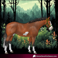 Horse Color:Bay Splash Frame