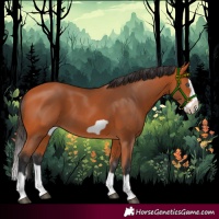 Horse Color:Bay Splash Frame 