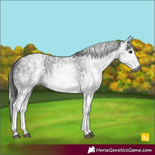 Horse Color:Gray White Spotted Black  and Gray White Spotted Black 
