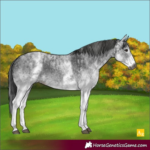 Horse Color:Gray White Spotted Black  and Gray White Spotted Black 