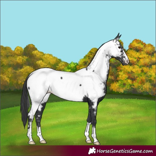 Horse Color:Black Appaloosa 