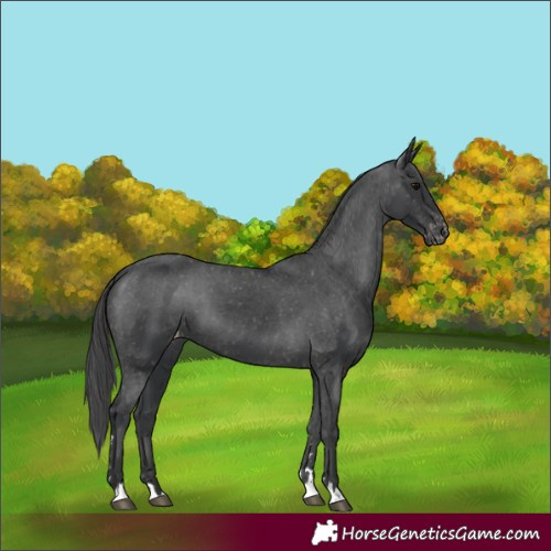 Horse Color:Black Appaloosa 