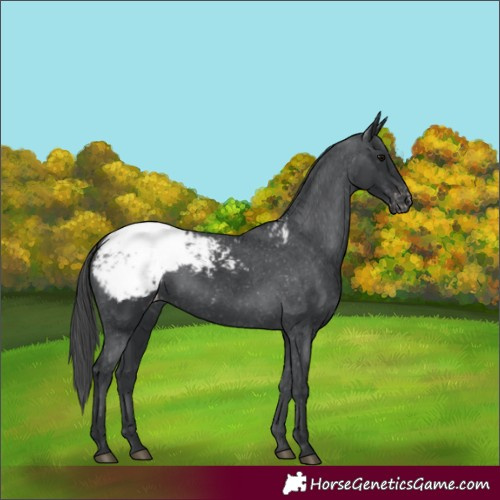 Horse Color:Black Appaloosa