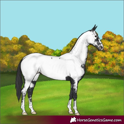 Horse Color:Black Appaloosa