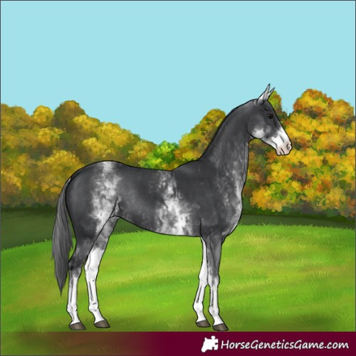 Horse Color:White Spotted Black Rabicano  and White Spotted Black Rabicano 