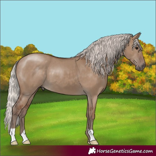 Horse Color:Silver Grullo 