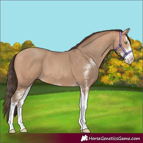 Horse Color:Amber Champagne Sabino 