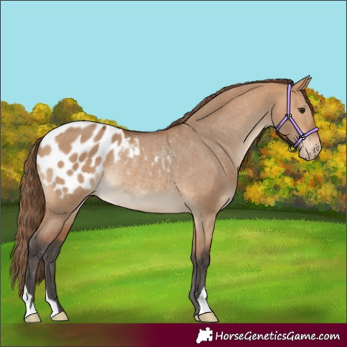 Horse Color:Bay Dun Appaloosa Rabicano