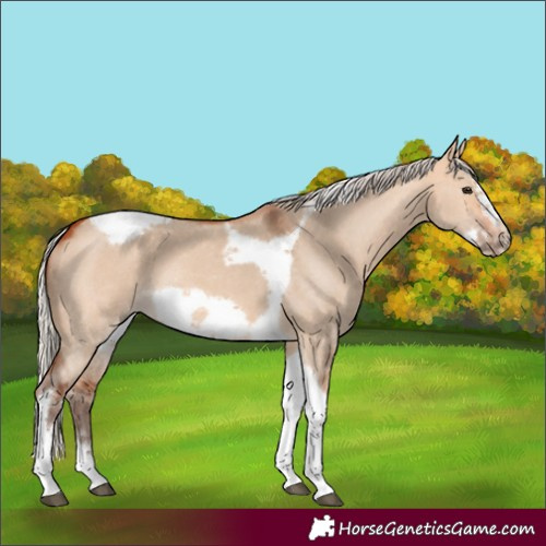 Horse Color:Silver Bay Dun Sabino Tobiano Frame Rabicano