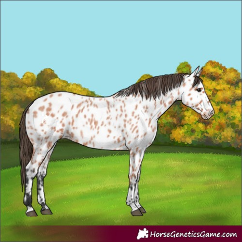 Horse Color:Bay Roan Appaloosa 