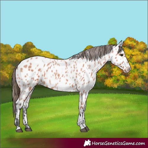 Horse Color:Bay Roan Appaloosa