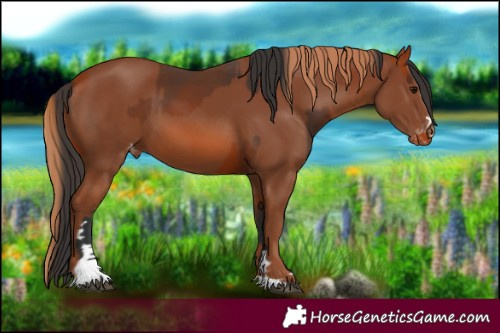 Horse Color:Bay Varnish  and Chestnut Varnish 