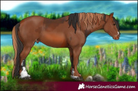 Horse Color:Bay Varnish and Chestnut Varnish