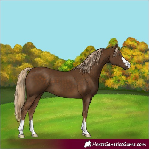 Horse Color:Chocolate Palomino