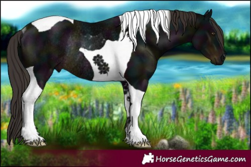 Horse Color:Midnight Liver Chestnut Tobiano Rabicano 