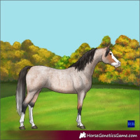 Horse Color:Bay Roan Splash 