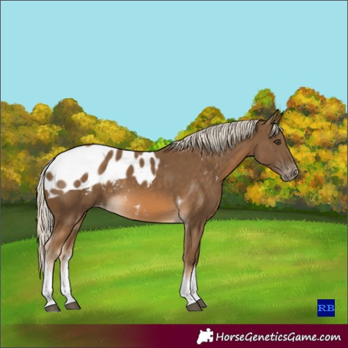Horse Color:Chocolate Palomino Tobiano Skewed LP Spotted