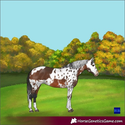 Horse Color:Bay Tobiano Skewed LP Spotted