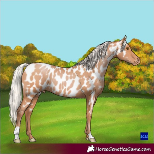 Horse Color:Silver Bay Pearl Near Leopard Rabicano