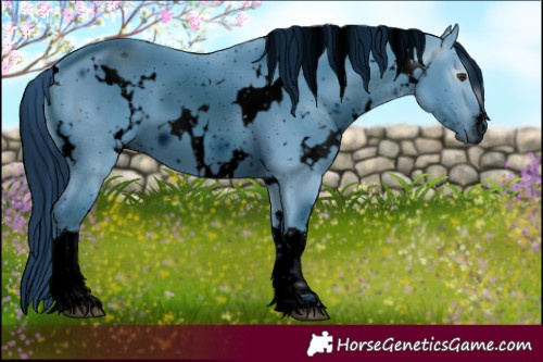 Horse Color:ERROR: UNKNOWN ANOMALY