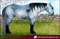 Horse Color:ERROR: UNKNOWN ANOMALY
