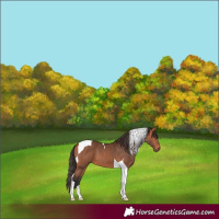 Horse Color:Bay Tobiano 