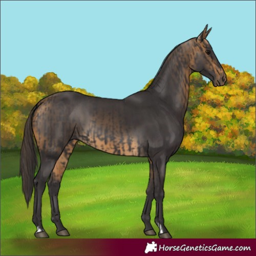 Horse Color:Smoky Black and Buckskin