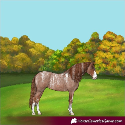 Horse Color:Powder White Red Roan 