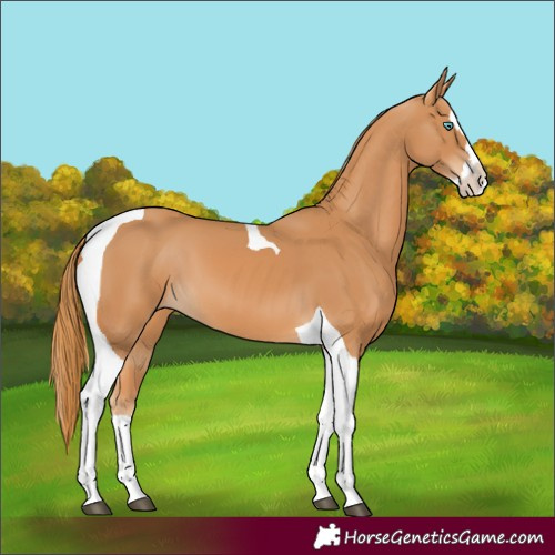 Horse Color:Chestnut Splash Tobiano