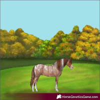Horse Color:Powder White Red Roan 