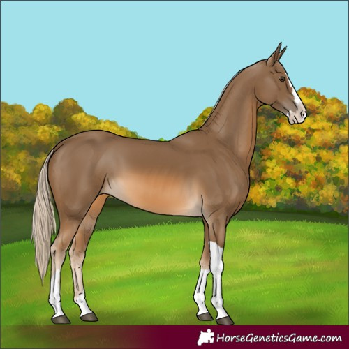 Horse Color:Chocolate Palomino Splash Tobiano 