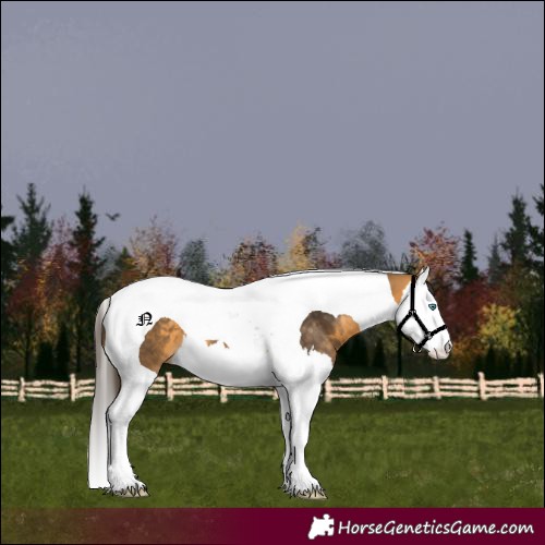 Horse Color:Unknown 