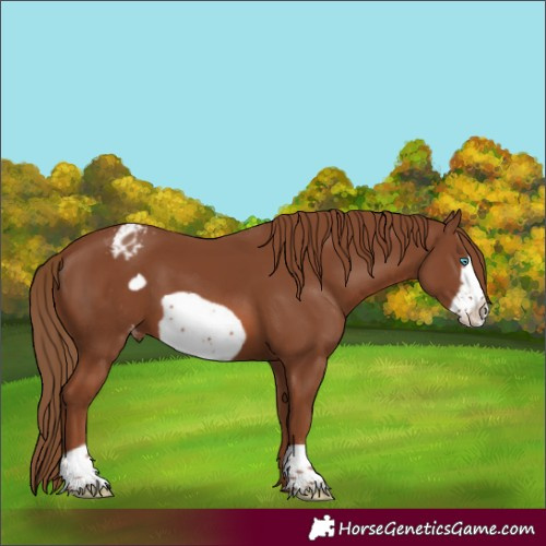 Horse Color:Unknown 