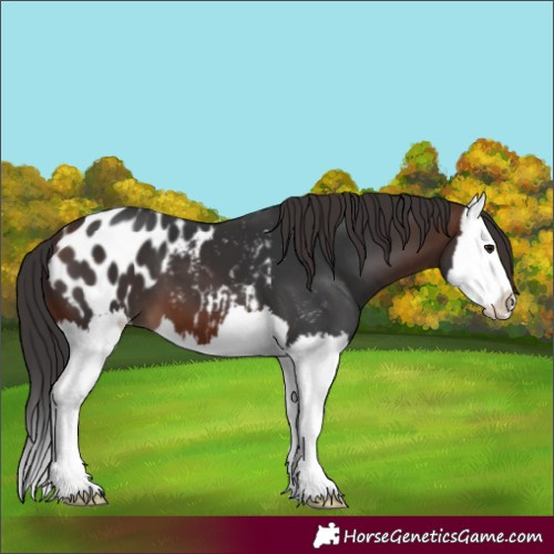 Horse Color:Brown Splash Appaloosa 
