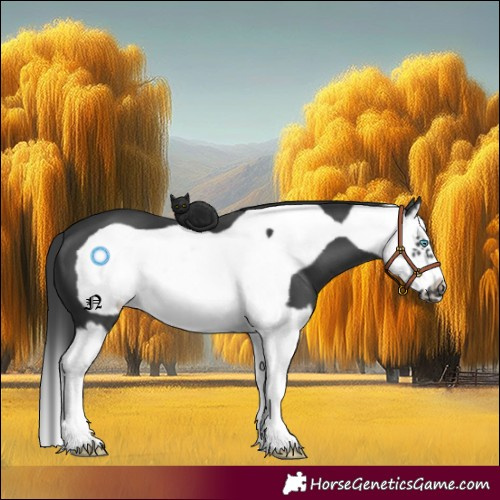 Horse Color:Black Splash Frame