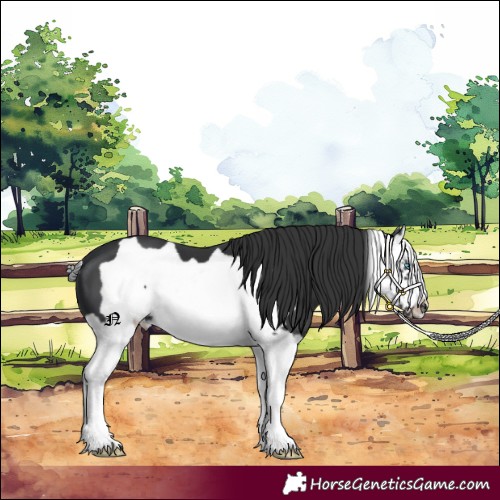 Horse Color:Black Splash Frame 