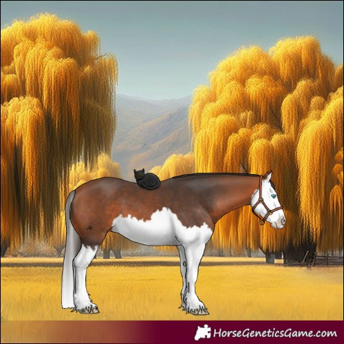 Horse Color:Bay Splash 