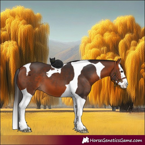 Horse Color:Bay Splash Tobiano 