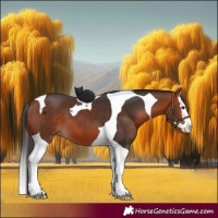 Horse Color:Bay Splash Tobiano 