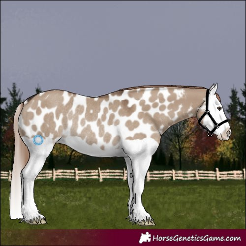 Horse Color:Unknown 