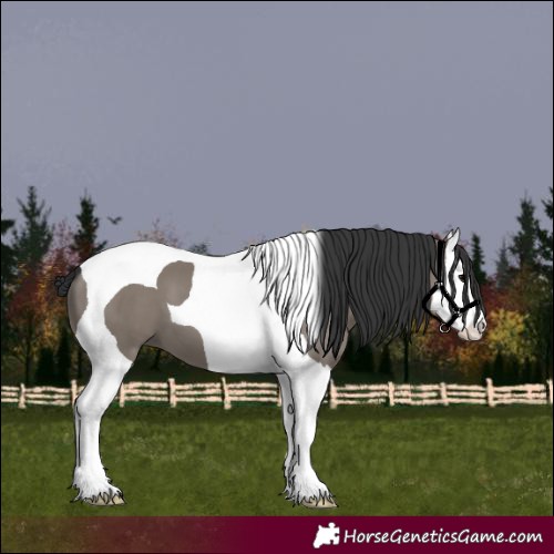 Horse Color:Grullo Splash Tobiano 