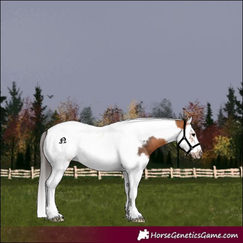 Horse Color:Bay Splash Tobiano Frame