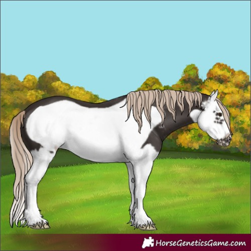 Horse Color:Liver Chestnut Sabino Splash Frame